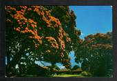 Modern Coloured Postcard by Gladys Goodall of Pohutukawa Trees Takapuna Beach. - 444086 - Postcard