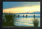 Modern Coloured Postcard of the 'Picket Fence' Waitahanui Stream Lake Taupo. - 444151 - Postcard