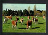 Modern Coloured Postcard by Gladys Goodall of a herd of Jersey Cattle. - 444160 - Postcard