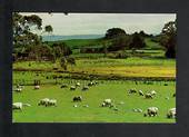 Modern Coloured Postcard by Gladys Goodall of a flock of sheep grazing. - 444161 - Postcard