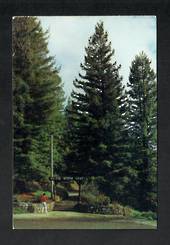 Modern Coloured Postcard by Gladys Goodall of the American Redwood Trees at the entrance to the Waitomo Caves. - 444174 - Postca