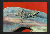 Modern Coloured Postcard by Gladys Goodall of a New Zealand Gecko. - 444181 - Postcard