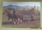 Modern Coloured Postcard by Gladys Goodall of Clydesdale ploughing. - 444208 - Postcard