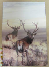 Modern Coloured Postcard of Stags in the High Country. - 444226 - Postcard