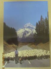 Modern Coloured Postcard of droving sheep Mt Cook. - 444227 - Postcard