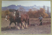 Modern Coloured Postcard by K Salt of Clydesdales ploughing. - 444241 - Postcard