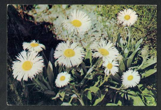 Modern Coloured Postcard by Gladys Goodall of Mountain Daisy. - 444281 - Postcard