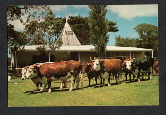 Modern Coloured Postcard by Colour View the Oxen at the Wagener Museum Houhora. - 444321 - Postcard