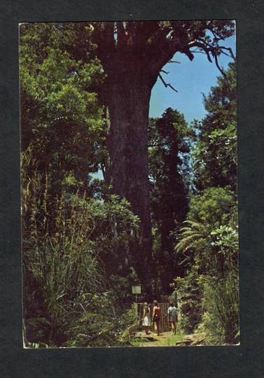 Modern Coloured Postcard by Gladys Goodall of Tane Mahuta Waipoua Forest. Take 1. Girl in white dress. - 444395 - Postcard