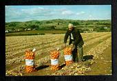 Modern Coloured Postcard by Gladys Goodall of Onion Crop Pukekohe. - 444460 - Postcard