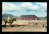 Modern Coloured Postcard by Gladys Goodall of sheep at Wairakei Farm Settlement Taupo. - 444470 - Postcard