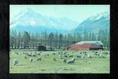 Modern Coloured Postcard by Gladys Goodall of Mt Cook from Glentanner Sheep Station. - 444503 - Postcard