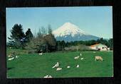 Modern Coloured Postcard by Gladys Goodall of Mt Taranaki and Lambs. - 444518 - Postcard