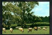 Modern Coloured Postcard by Gladys Goodall of Jersey Cattle Waikato. - 444527 - Postcard