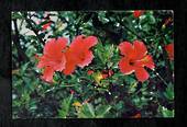 Modern Coloured Postcard by Gladys Goodall of Hibiscus Flower. - 444580 - Postcard