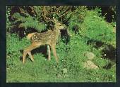 Modern Coloured Postcard by Gladys Goodall of young spotted fawn. - 444649 - Postcard