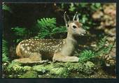 Modern Coloured Postcard by Gladys Goodall of young spotted fawn. - 444650 - Postcard