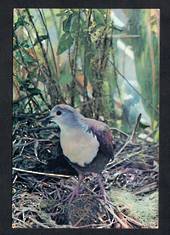 NEW HEBRIDES Modern Coloured Postcard of the very rare Samta-Cruz Ground Dove. - 444702 - Postcard
