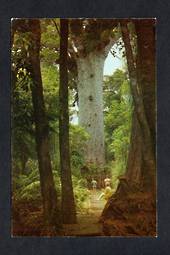 Modern Coloured Postcard of Giant Kauri Waipoua Forest. - 444759 - Postcard