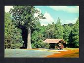 Modern Coloured Postcard of Parry Kauri Park Warkworth. - 444770 - Postcard