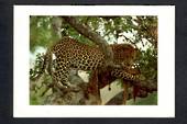 SOUTH AFRICA Modern Coloured Postcard of a Leopard by Sandy Iljon. - 444807 - Postcard
