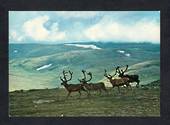 NORWAY Modern Coloured Postcard of Reindeer. - 444811 - Postcard
