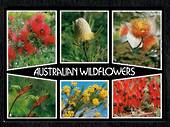 Modern Coloured Postcard of Australian Wildflowers. - 444818 - Postcard