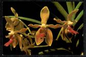 SINGAPORE Modern Coloured Postcard of Vandaenopsis Twinkle. - 444821 - Postcard