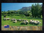 Modern Coloured Postcard by Colour View. Mustering sheep New Zealand. - 444825 - Postcard