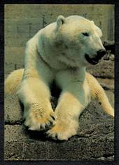 Modern Coloured Postcard of Polar Bear at London Zoo. - 444853 - Postcard