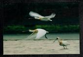 Modern Coloured Postcard of the rare Black-Faced Spoonbills. - 444856 - Postcard