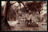 AUSTRALIA Reproduction of old postcard. Bullocks and cart. - 444878 - Postcard