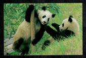 CHINA Modern Coloured Postcard of Pandas. - 444898 - Postcard