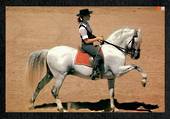 Modern Coloured Postcard of Spanish Andelusian Stallion. - 444901 - Postcard