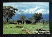 Modern Coloured Postcard by the WWFof Elephants - 444922 - Postcard