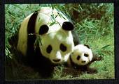 CHINA Modern Coloured Postcard of Giant Panda. - 444955 - Postcard