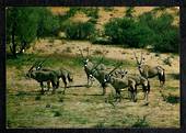 SOUTH AFRICA Modern Coloured Postcard of Gemsbok. - 444982 - Postcard