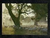 Modern Coloured Postcard of Australian Rural Scene. - 444985 - Postcard