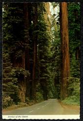 USA Two Modern Coloured Postcards of Redwood Trees. - 444995 - Postcard