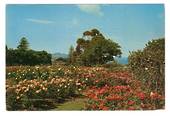 Modern Coloured Postcard by G B Scott of Parnell Rose Gardens. - 445220 - Postcard