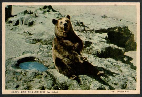 AUCKLAND ZOO Brown Bear.`Early PPL postcard. - 445241 - Postcard