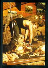Modern Coloured Postcard by Kerry Grant. Shearing sheep at the Agrodome. - 445904 - Postcard