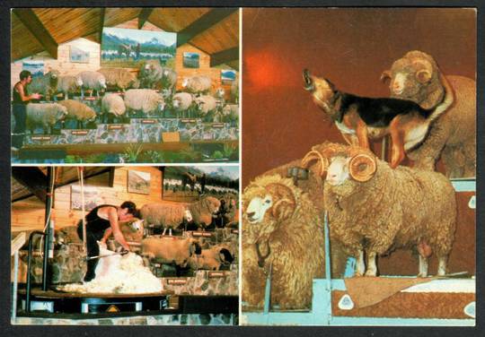 ROTORUA The Agrodome Modern Coloured Postcard. Montage. - 445907 - Postcard