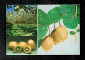 Modern Coloured Postcard of Kiwifruit. - 446339 - Postcard