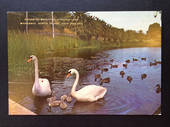 Modern Coloured Postcard by G B Scott of Virginia Lake Wanganui. - 447101 - Postcard