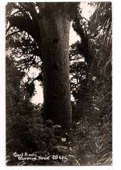 Real Photograph by Woolley of The Giant Kauri Waipoua Forest. - 44761 - Postcard