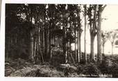 Trounson Kauri Par Real Photograph by G E Woolley. - 44773 - Postcard