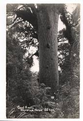 Real Photograph by Woolley of Giant Kauri Waipoua Forest. - 44777 -