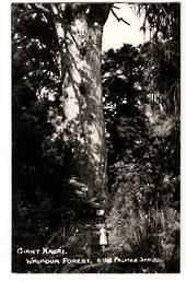 Real Photograph by T G Palmer & Son of Giant Kauri Waipoua Forest. - 44778 - Postcard