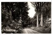 Real Photograph by T G Palmer & Son of Waipoua Forest. - 44779 - Postcard